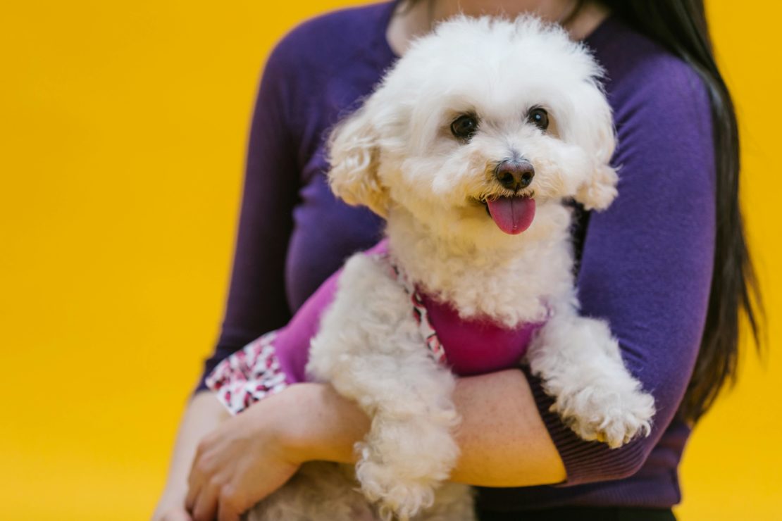 A small white dog in a pink harness is held by a person wearing a purple top, yellow background.